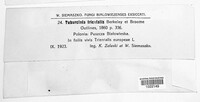 Tuburcinia trientalis image